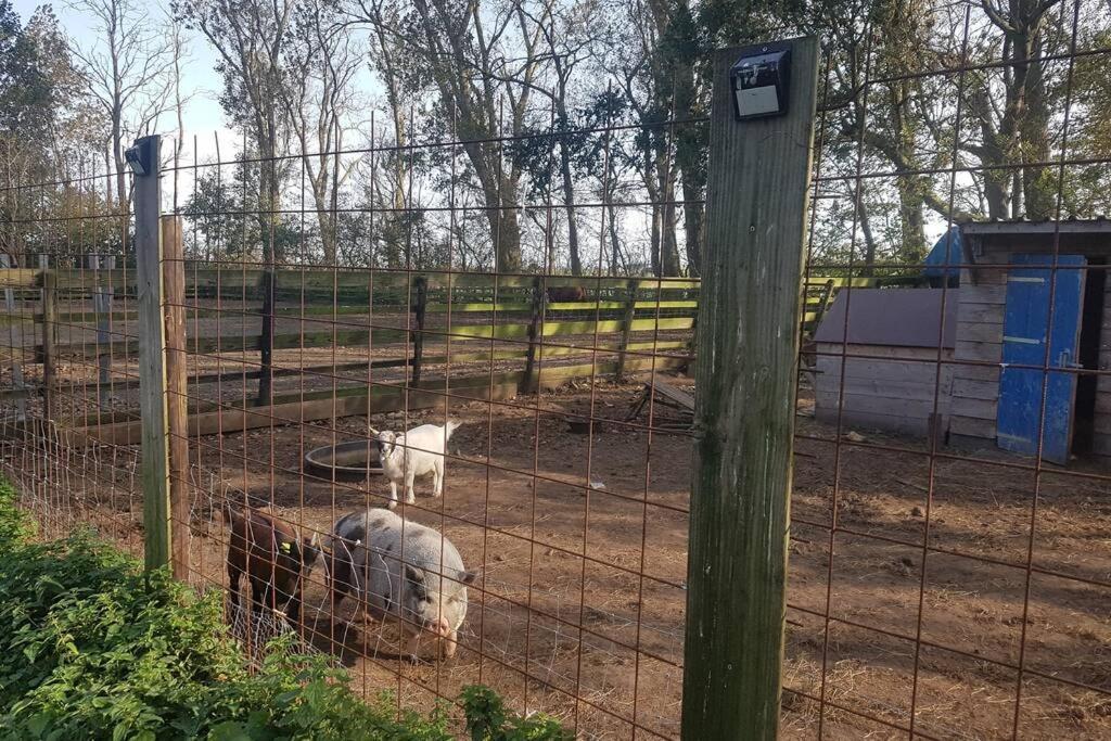 B&B Hoeve Dijkstal Logeren Op De Boerderij Sint Maarten Extérieur photo